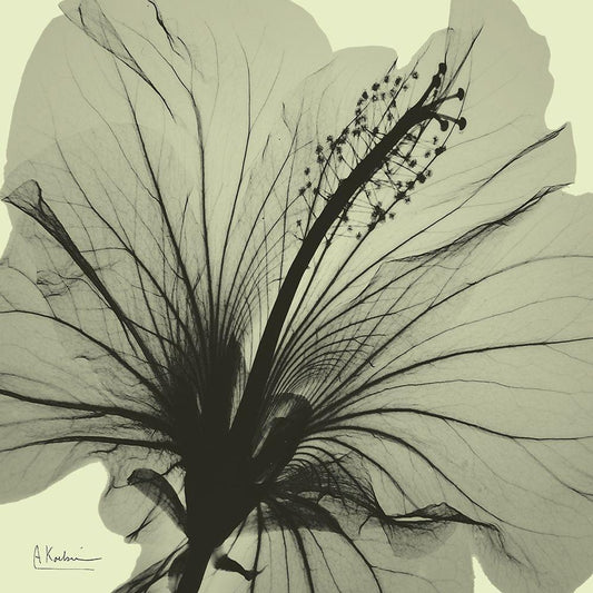 Image Only