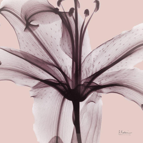 Sensitive Lily Black Modern Wood Framed Art Print by Koetsier, Albert