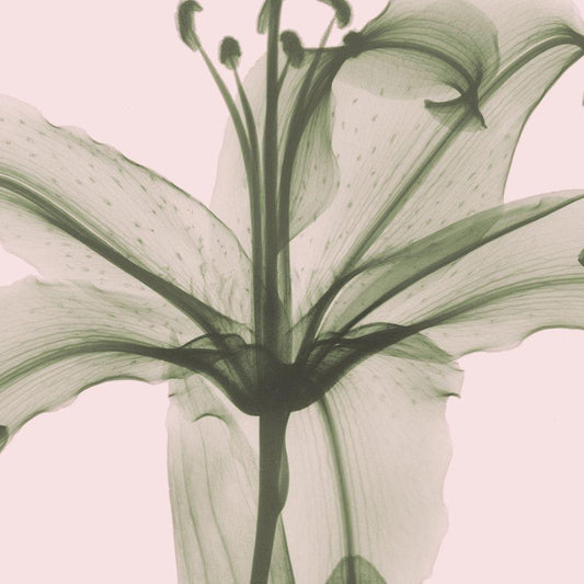 Image Only