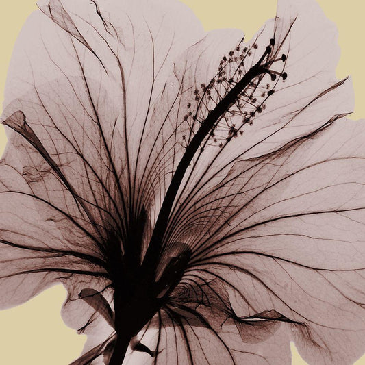 Image Only