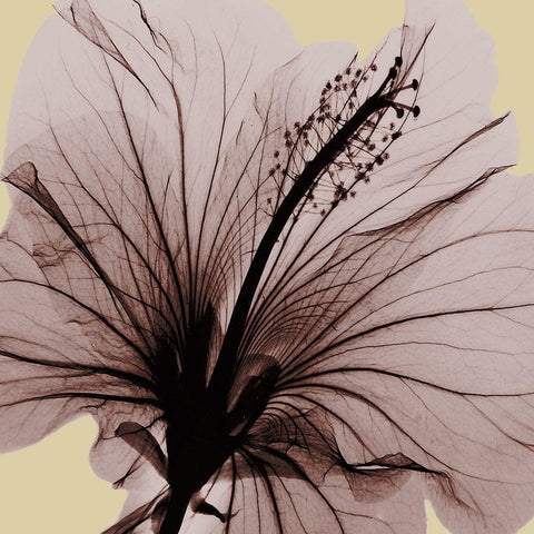 Spring Hibiscus Black Ornate Wood Framed Art Print with Double Matting by Koetsier, Albert