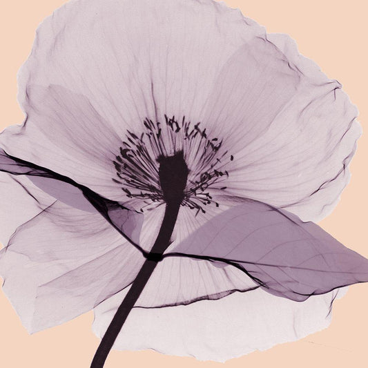 Image Only