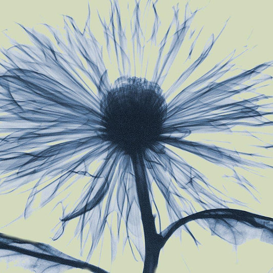 Image Only