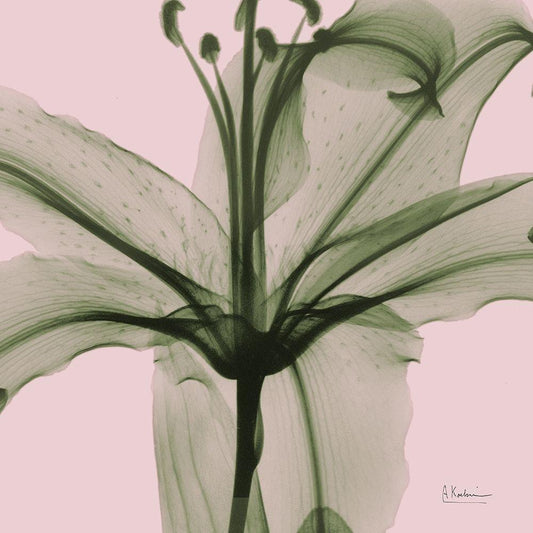 Image Only