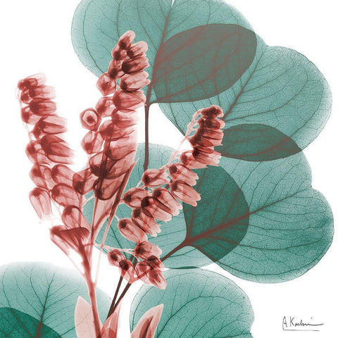 Blushing Lilly Of Eucalyptus 1 Black Modern Wood Framed Art Print with Double Matting by Koetsier, Albert