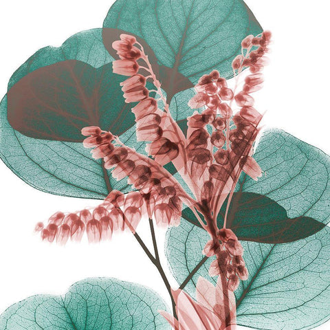 Blushing Lilly Of Eucalyptus 2 Black Modern Wood Framed Art Print by Koetsier, Albert