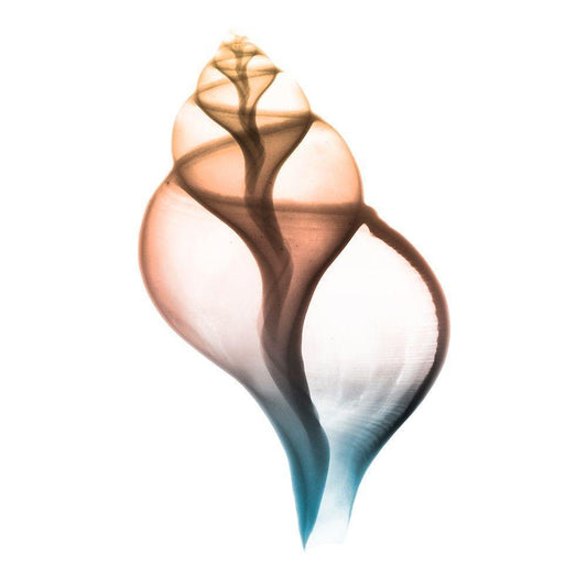 Image Only