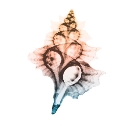 Image Only