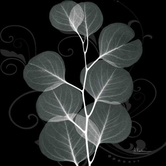 Image Only