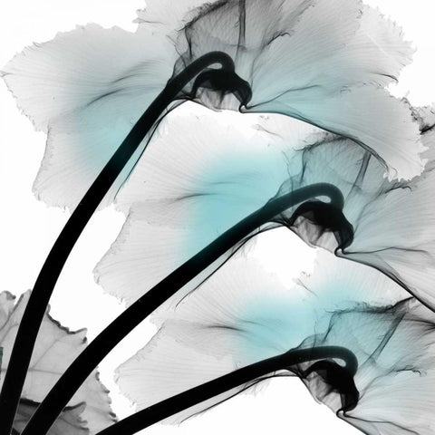 Teal Luster Cyclamen White Modern Wood Framed Art Print by Koetsier, Albert