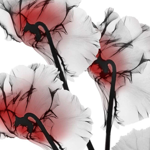 Crimson Luster Cyclamen Black Modern Wood Framed Art Print with Double Matting by Koetsier, Albert