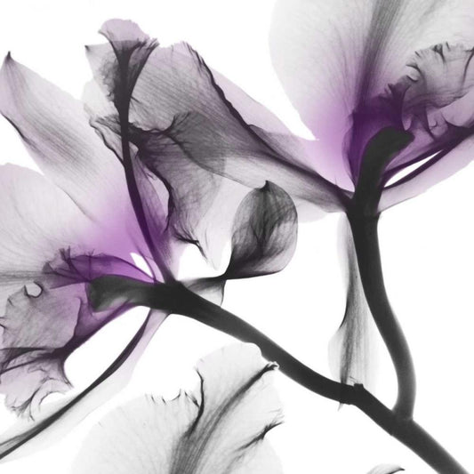 Image Only
