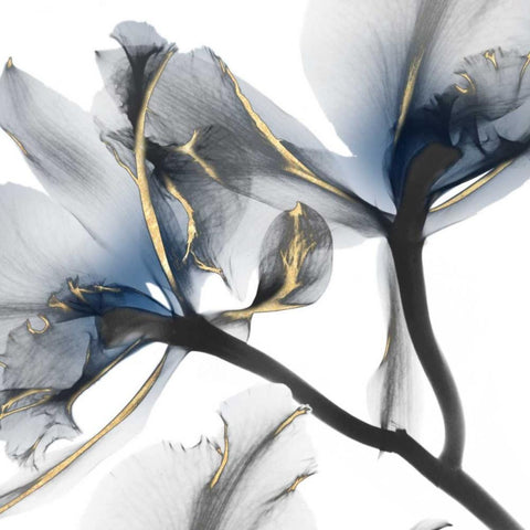 Indigo Luster Cyclamen 2 Black Modern Wood Framed Art Print with Double Matting by Koetsier, Albert