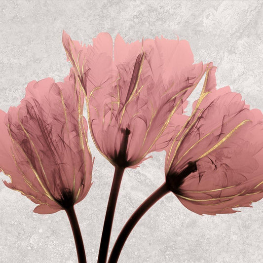 Image Only