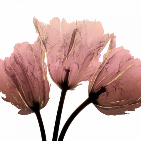 Alizarin Splendor 2 Black Modern Wood Framed Art Print with Double Matting by Koetsier, Albert