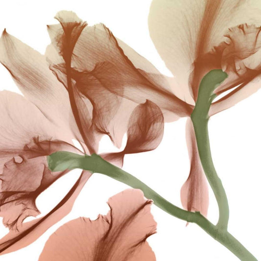 Image Only