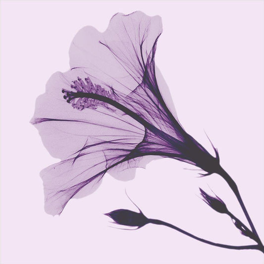 Image Only