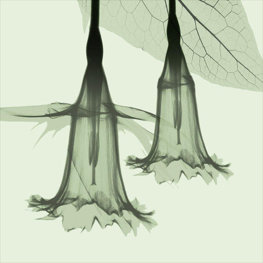 Image Only
