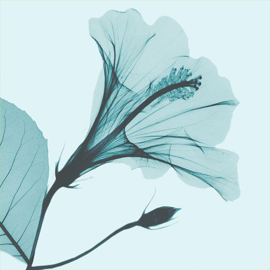 Image Only