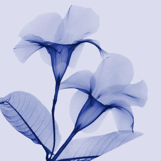 Image Only