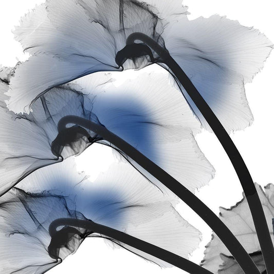 Image Only