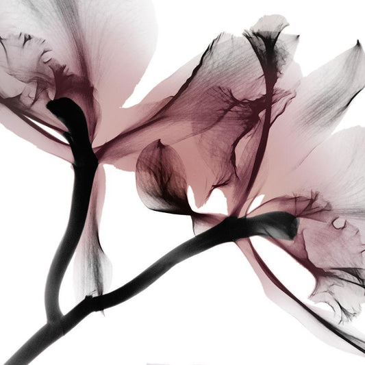 Image Only