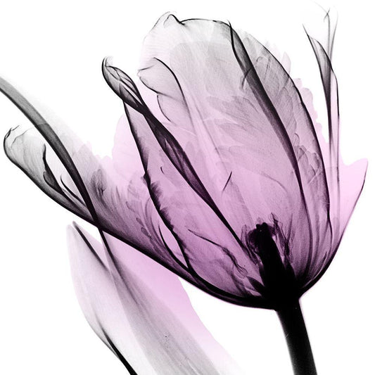 Image Only