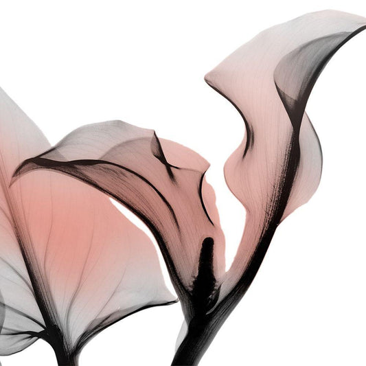 Image Only