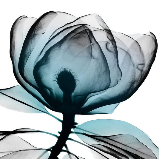 Image Only