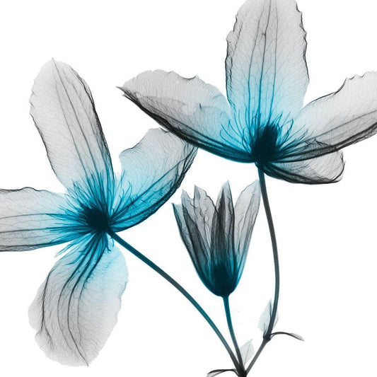 Image Only