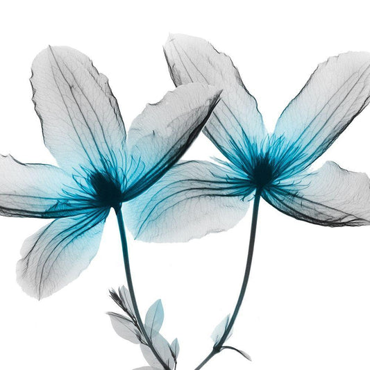Image Only