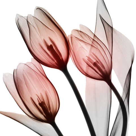 Splendid Tulips White Modern Wood Framed Art Print by Koetsier, Albert
