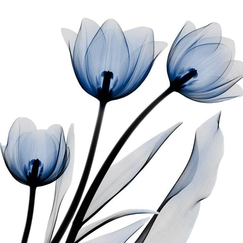 Brilliant Night Tulips C68 White Modern Wood Framed Art Print with Double Matting by Koetsier, Albert