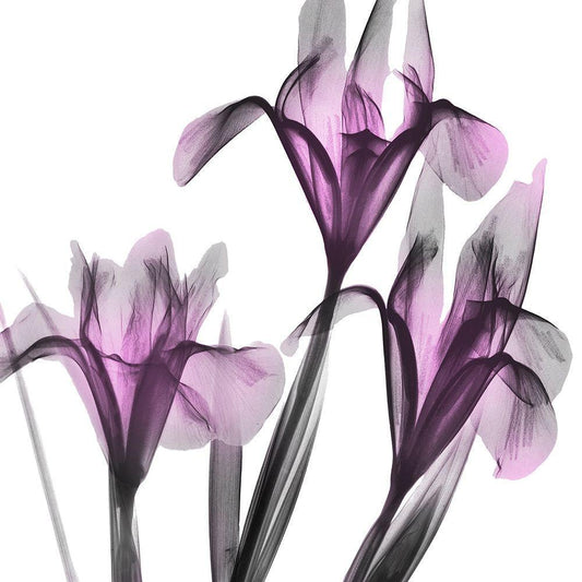 Image Only