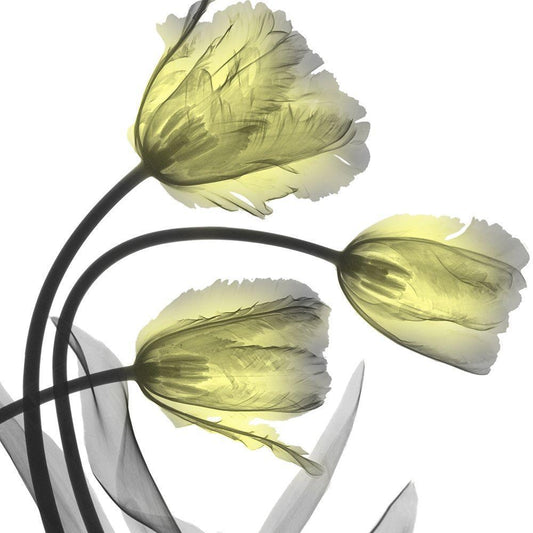 Image Only