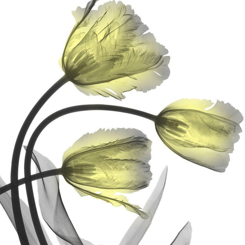 Glorious Tulips White Modern Wood Framed Art Print with Double Matting by Koetsier, Albert