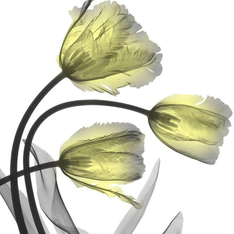Glorious Tulips Black Modern Wood Framed Art Print by Koetsier, Albert