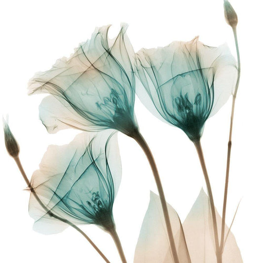 Image Only