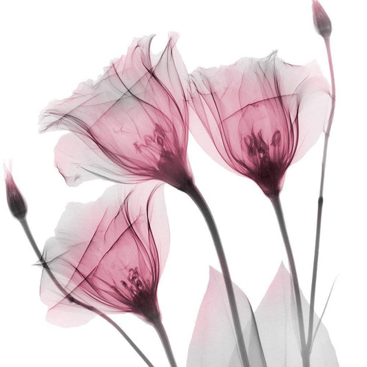 Image Only