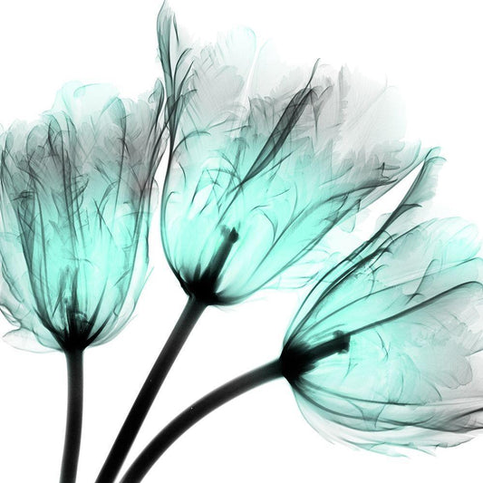 Image Only