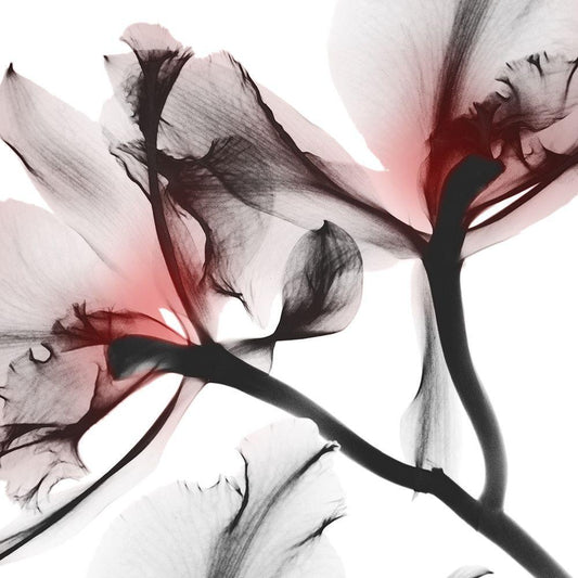 Image Only