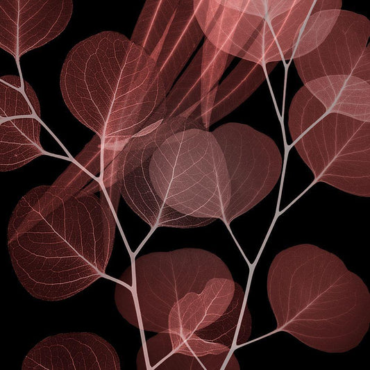 Image Only