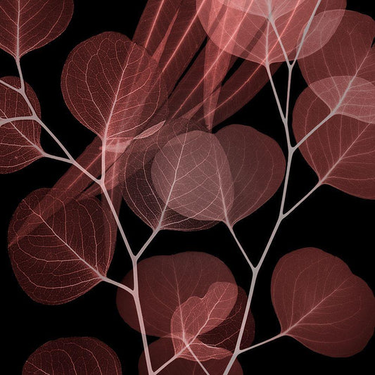 Image Only