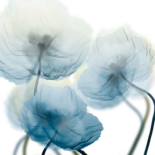 Image Only