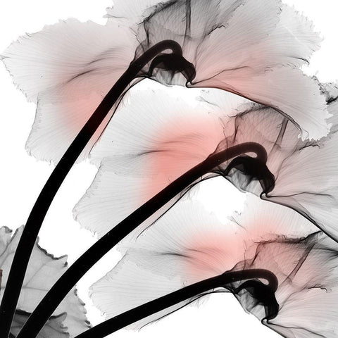 Coral Luster Cyclamen 2 Black Modern Wood Framed Art Print by Koetsier, Albert