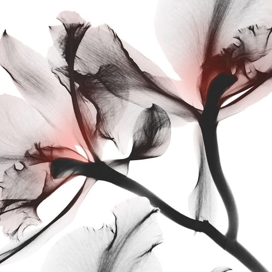 Image Only