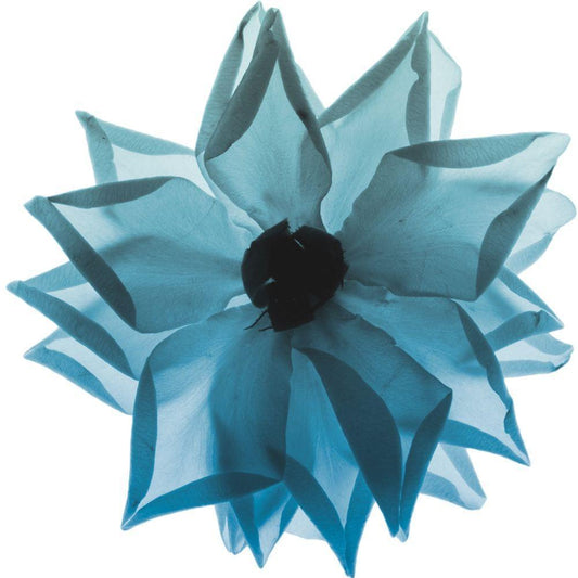 Image Only