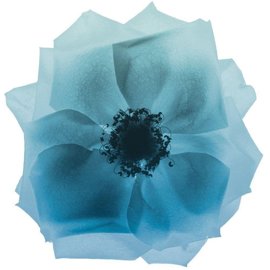 Image Only