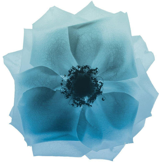 Image Only
