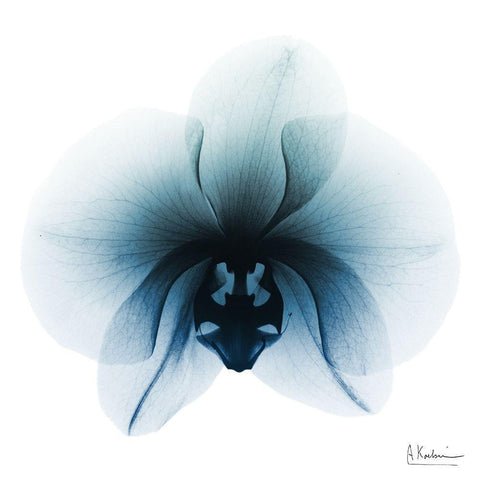 Glacial Orchid 1 White Modern Wood Framed Art Print with Double Matting by Koetsier, Albert